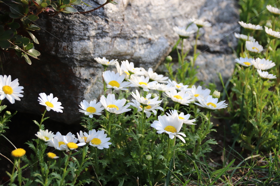 꽃,꽃과바위,자연,수목원,봄,식물,자연,plants,nature,꽃,flower