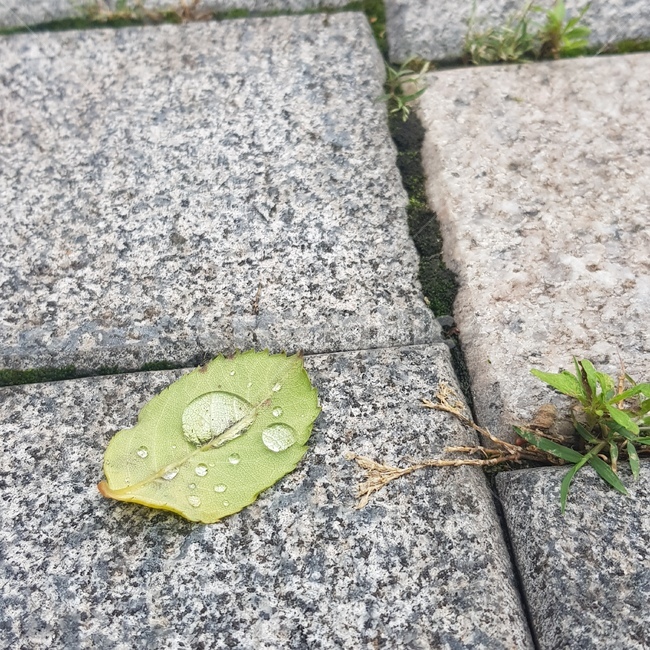 나뭇잎,나뭇잎위물방울,나뭇잎위빗방울,빗방울,비,비온후,비가그친후