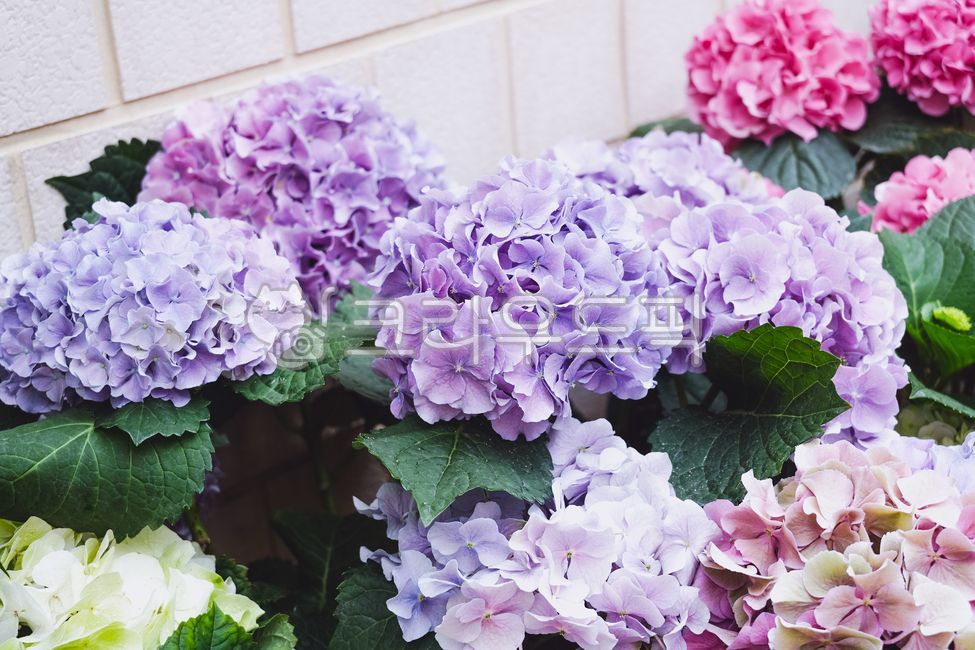 flower,꽃,flowerarrangement,flowerbouquet,꽃잎,petal,꽃꽂이,꽃다발,수국,hydrangea