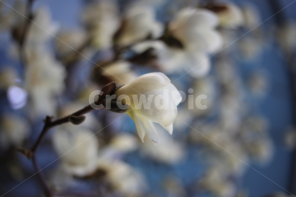 petal,blossom,flower,꽃,꽃잎,봄,plant,식물