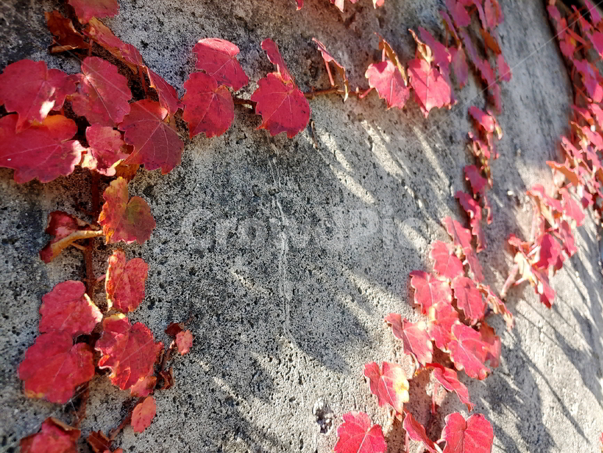 가을,담쟁이,넝쿨,식물,나무,가을,계절,fall,autumn,season,식물,자연,plants,nature,plant,leaf,잎,tree,maple,단풍,maple leaf,단풍잎