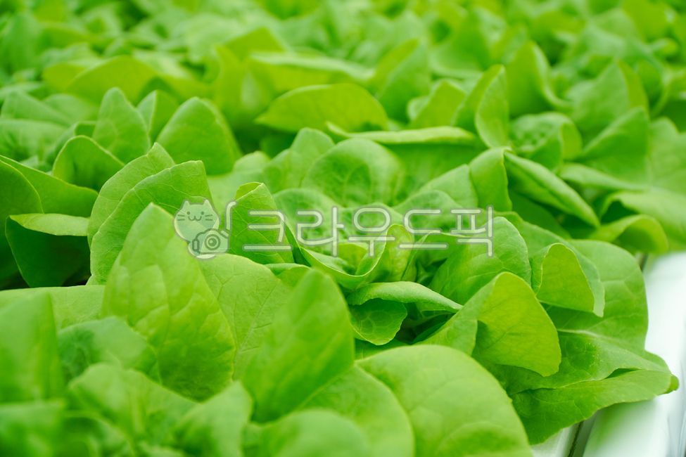 샐러드,채소,야채,유러피안샐러드,유러피안채소,유럽샐러드,프릴아이스,이자트릭스,친환경,친환경재배,수경재배,하우스재배,무농약,농산물,국내산