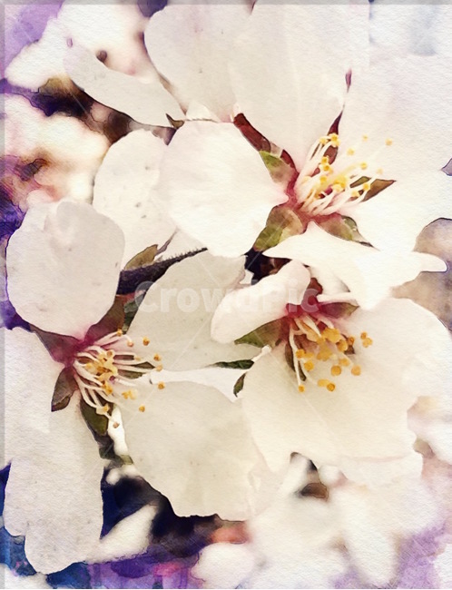 봄,벚꽃,벚꽃축제,꽃잎,꽃,꽃술,꽃놀이,나들이,봄,계절,spring,season,식물,자연,plants,nature,꽃,flower,plant