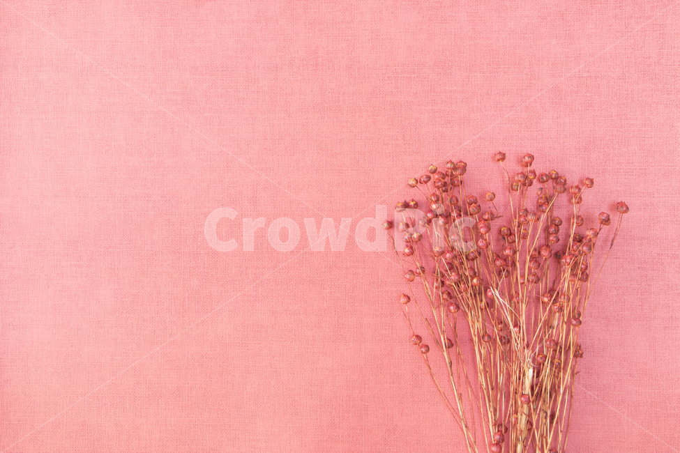 드라이플라워,말린꽃,꽃,식물,프레임,이벤트,건조,빈티지,꽃,flower