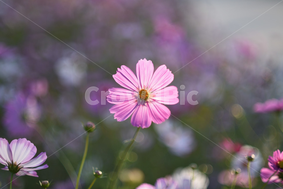 코스모스,식물,풍경,꽃,야생화,가을꽃,flower,가을,가을,계절,fall,autumn,season,식물,자연,plants,nature,꽃,flower,plant
