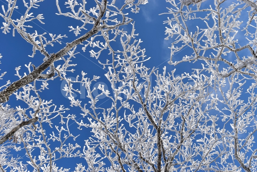소백산,눈꽃풍경,상고대,겨울풍경,국립공원,겨울동화,눈풍경,파란하늘,100대명산,겨울명산,설경,서리꽃,영동,snow,landscape,자연,풍경,nature,landscape,겨울,계절,winter,season,outdoors,옥외,눈,frost,서리