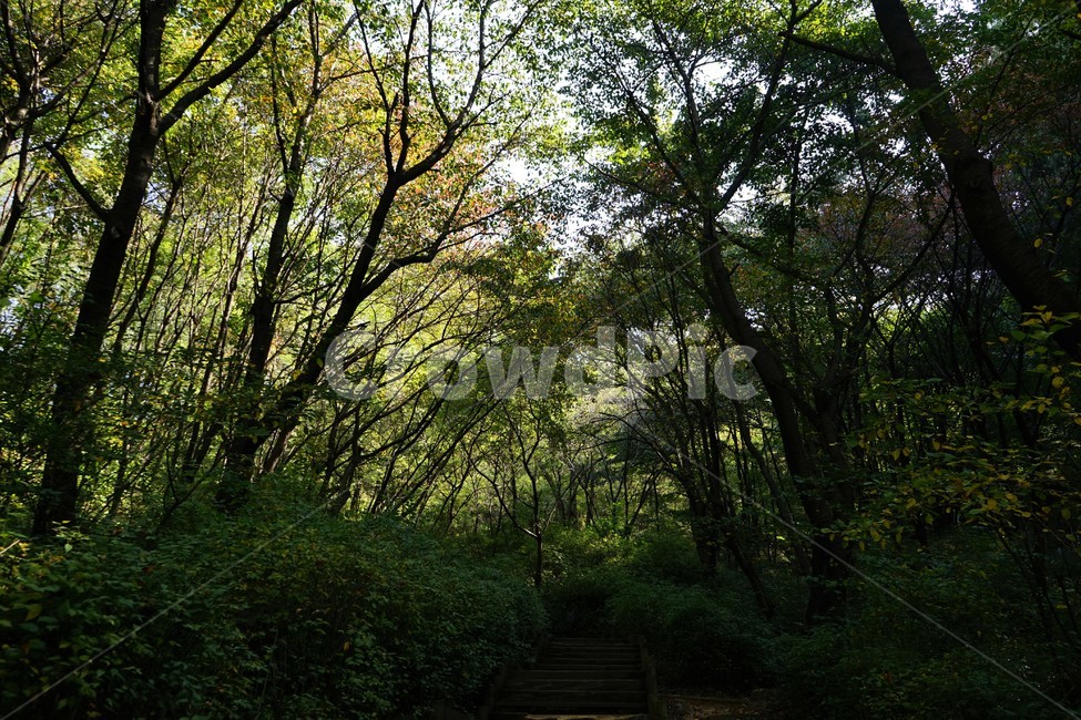 나무,녹색,숲,초가을,자연,nature,trees,green,woods,fall,autumn,자연,풍경,nature,landscape,vegetation,초목,plant,식물,tree,forest,land,땅,outdoors,옥외,woodland,삼림지