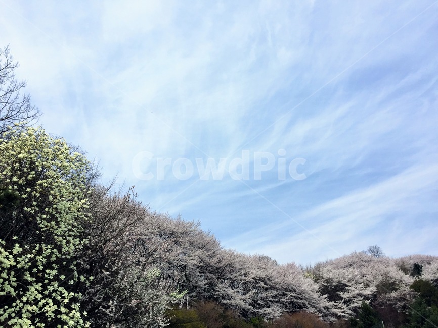 꽃,flower,식물,벗꽃,하늘,봄