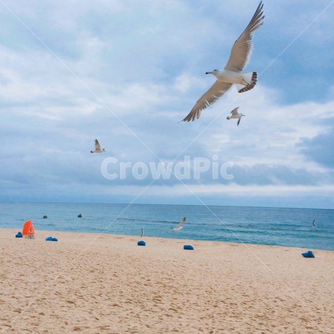 푸른바다,갈매기,순간포착,해수욕장,바다,하늘,구름,해변,바다,beach,sea,동물,animal,조류,새,birds