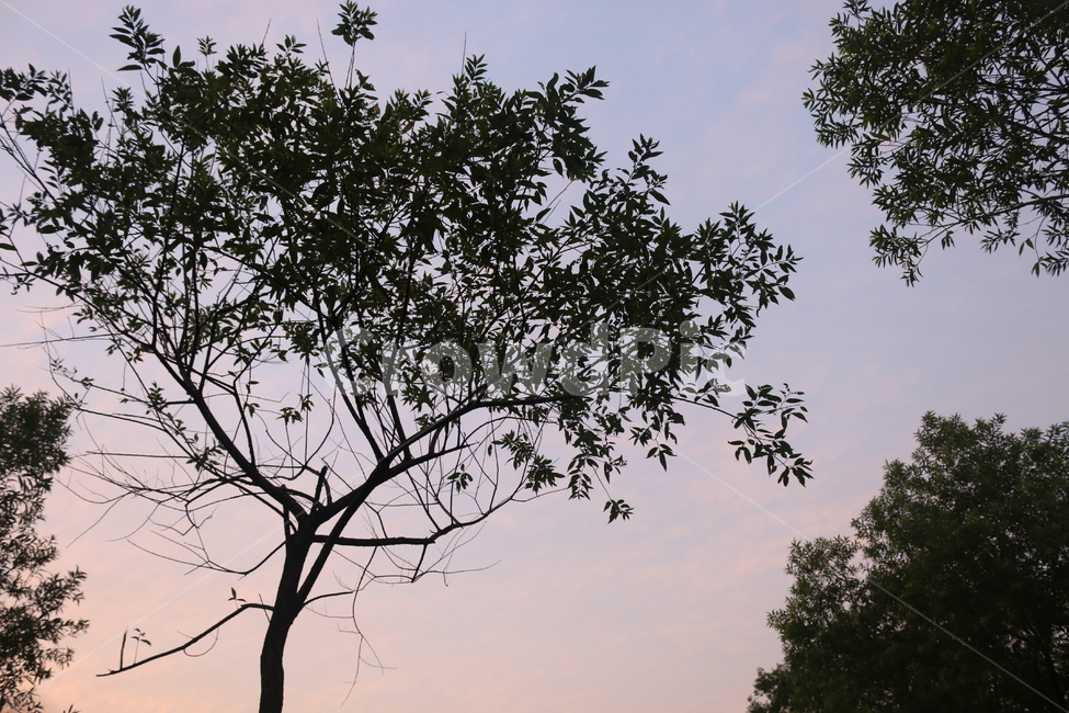 풍경,자연,나무,노을,분홍하늘,한강,자연,풍경,nature,landscape,silhouette,실루엣,outdoors,옥외,tree,plant,식물