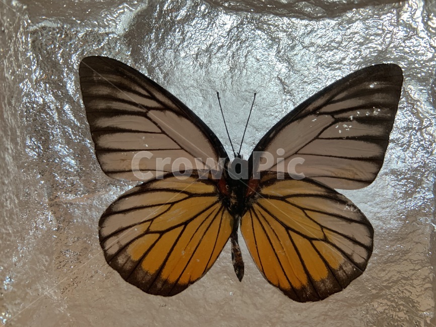나비,곤충,얼음,butterfly,insects,ice,장식,ornament,decoration