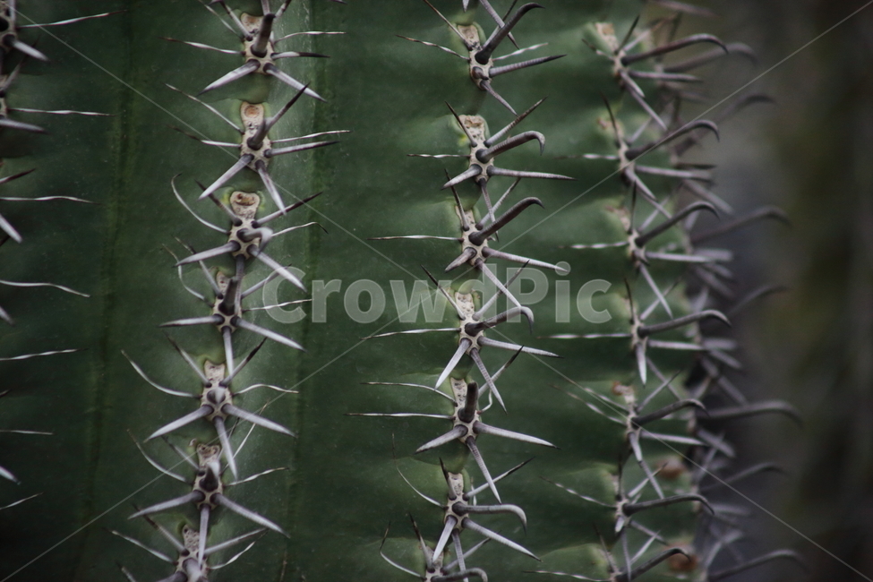 거취옥선인장,선인장,온실,거취옥,ferocactus,식물,자연,plants,nature