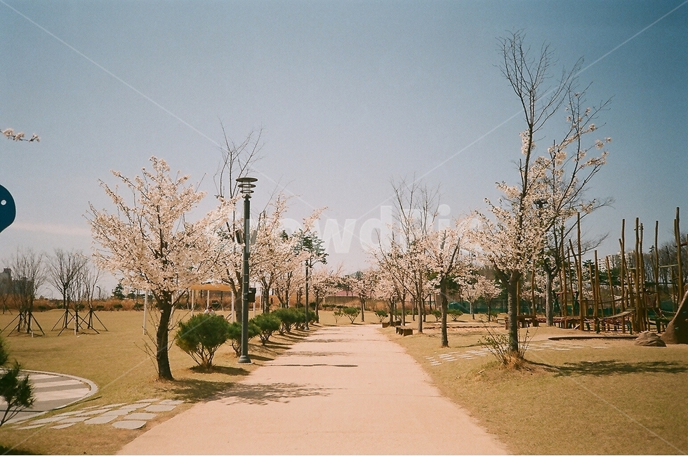 필름사진,자연,분위기,벚꽃,공원,봄,계절,spring,season,자연,풍경,nature,landscape,plant,식물,tree,나무