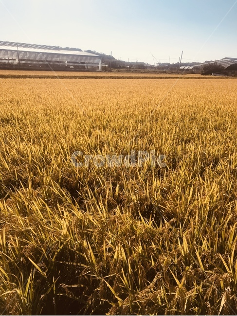 자연,하늘,평온,힐링,구름,가을,계절,fall,autumn,season,plant,식물