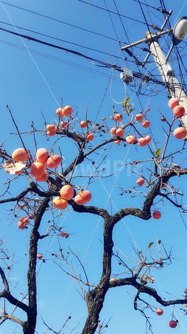 가을,감,하늘,감나무,가을하늘,전봇대,전깃줄,가을,계절,fall,autumn,season,식물,자연,plants,nature,나무,trees,wood,음식,식재료,요리,food,cook,meal,dishes,food reserves,과일,열매,fruit,plant