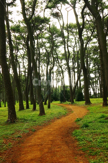 산책로,숲,나무,숲길,자연