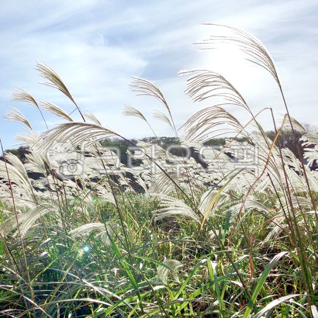 갈대,갈대밭,갈대숲,하늘,바람,갈대바람,plant,식물,grass,잔디,lawn,자연,자연풍경,가을