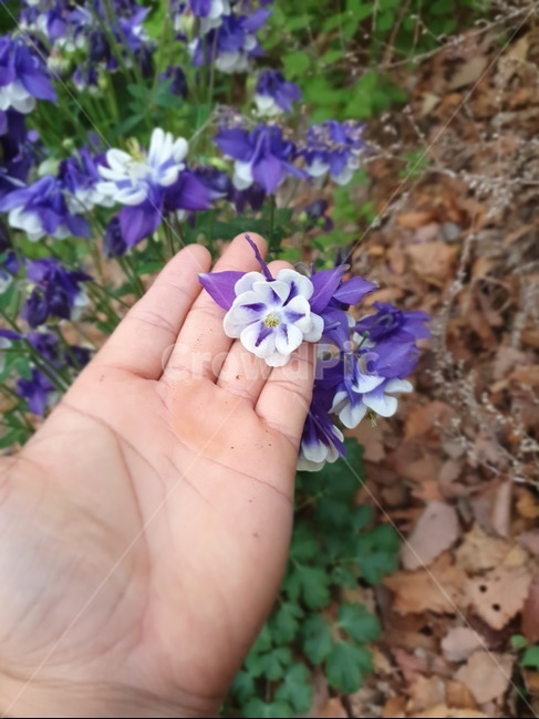 봄,flower,flants,감성,색깔