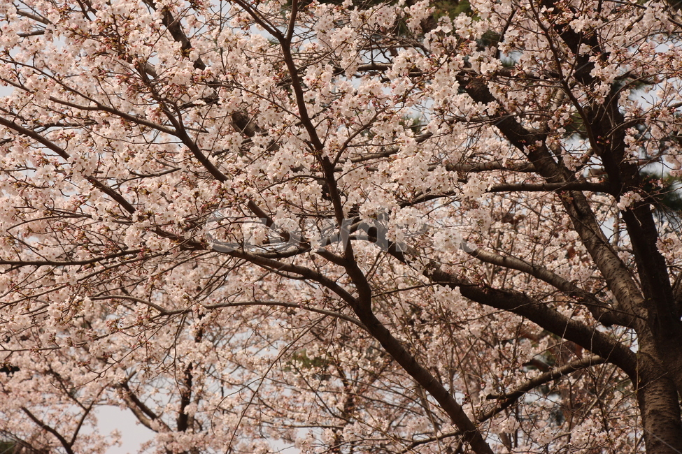 벚꽃,봄,자연,하늘,경치,꽃봉오리,벚꽃나무,햇살,나무,나뭇가지,cherryblossom,spring,nature,sky,landscape,bud,cherryblossomtree,daylight,tree,twig