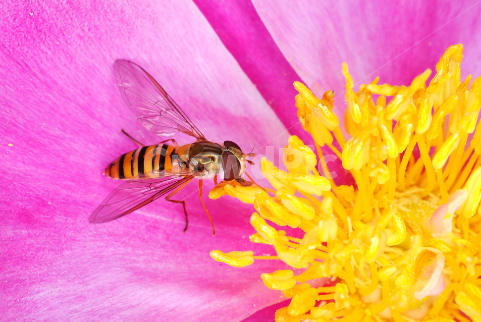 응애,곤충,봄,꽃,접사촬영,동물,animal,곤충,벌레,insect,bug