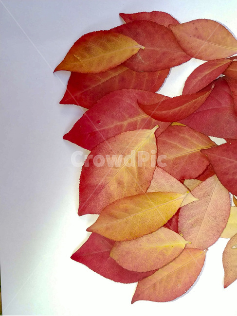 단풍잎,나뭇잎,가을,잎,낙엽,식물,autumn,leaf,leaves,maple,fall,plant,계절,season,가을,계절,fall,autumn,season,식물,자연,plants,nature