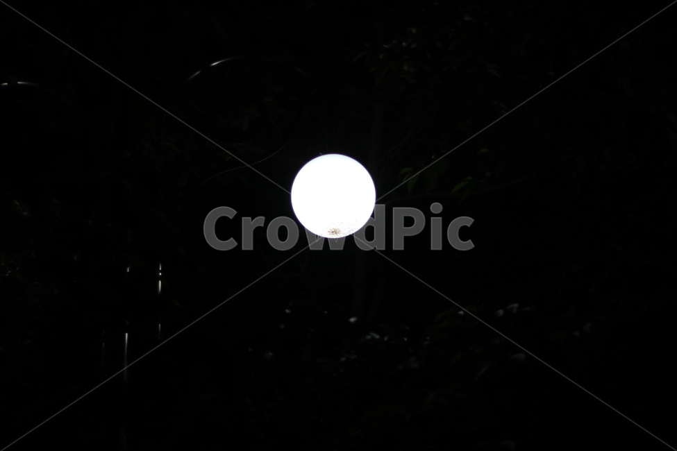 가로등,나무,빛,야경,따스함,야경,밤,풍경,nightscape,night,landscape,nature,자연,outdoors,옥외