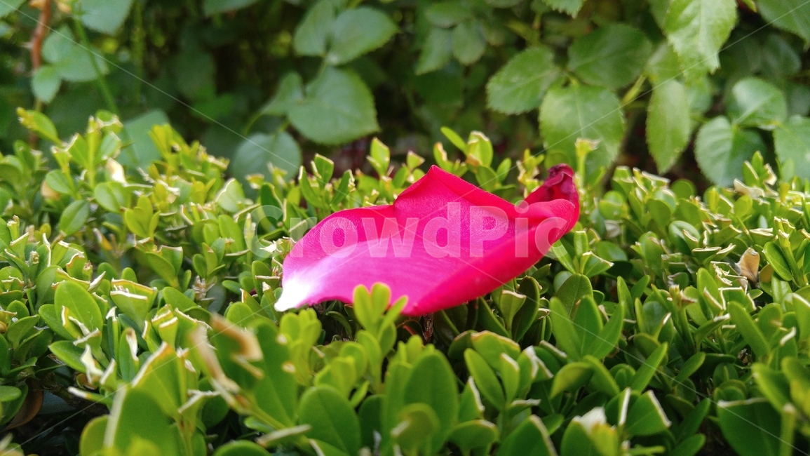 꽃잎,장미꽃잎,붉은색,회양목,연두색,녹색,식물,배경,감성,계절,petal,rosepetals,red,green,plants,background,emotional,season
