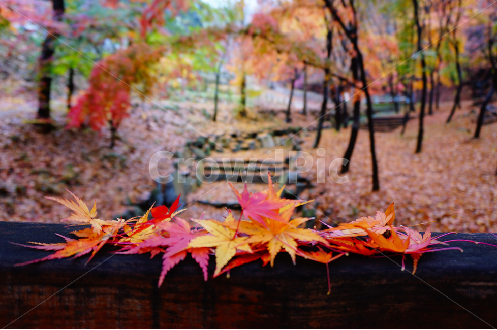 단풍잎,나무,가을,빨강,노랑,풍경,낙엽,가을,계절,fall,autumn,season,식물,자연,plants,nature,plant,leaf,잎,tree