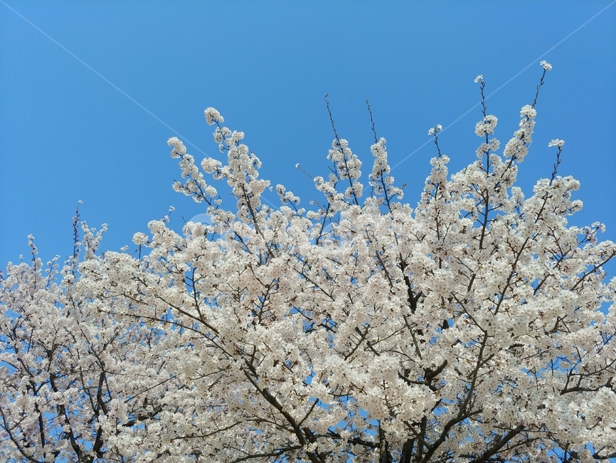 벚꽃,벚꽃사진,봄,하늘,파란하늘,벚꽃나무,봄,계절,spring,season,식물,자연,plants,nature,꽃,flower,plant,blossom