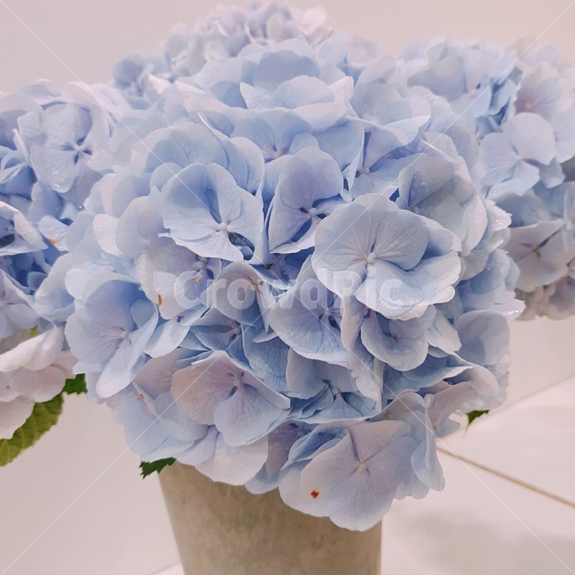 수국,수국꽃,꽃,물,식물,파란색꽃,보라색꽃,빨간색꽃,핑크색꽃,분홍색꽃,pinkflower,flower,purple,violet,아름답다,꽃잎,생화,petal,floralleaf,식물,자연,plants,nature,꽃,flower