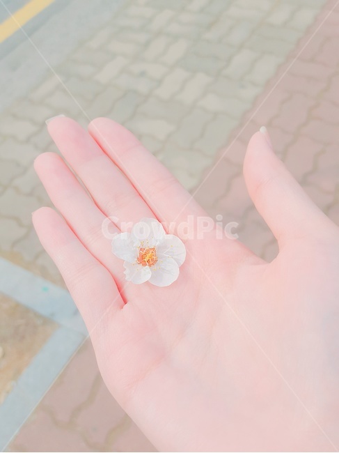손,벚꽃,손바닥,길,길바닥,봄,계절,꽃하나,벚꽃잎,감성
