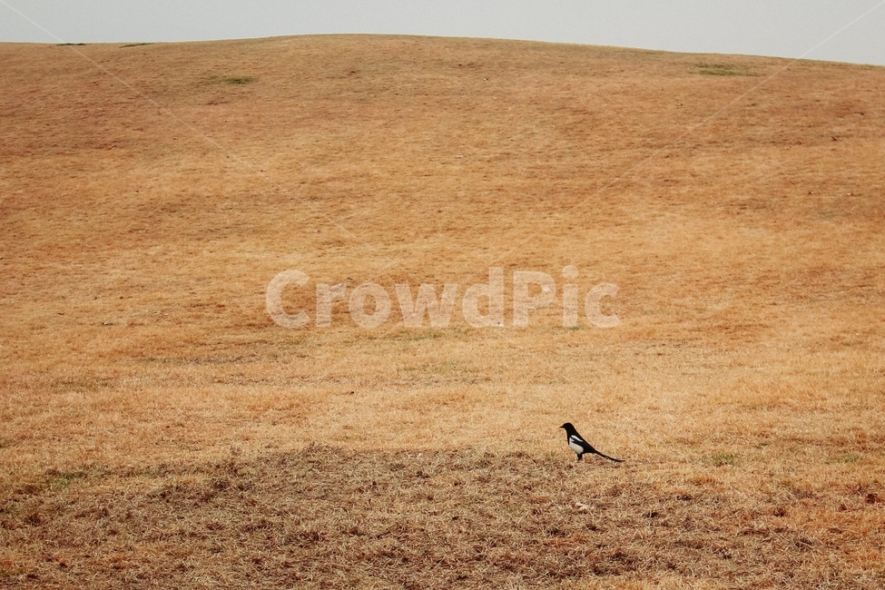자연,동물,새,공원,가을,잔잔한,잔디,가을,계절,fall,autumn,season,nature,outdoors,옥외,soil,흙,grassland,목초지,field,들
