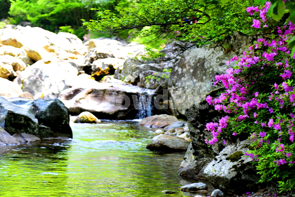 꽃,식물,계곡,물,강,자연,풍경,nature,landscape,휴식,힐링,rest,relaxation,healing,water,outdoors,옥외,stream,흐름