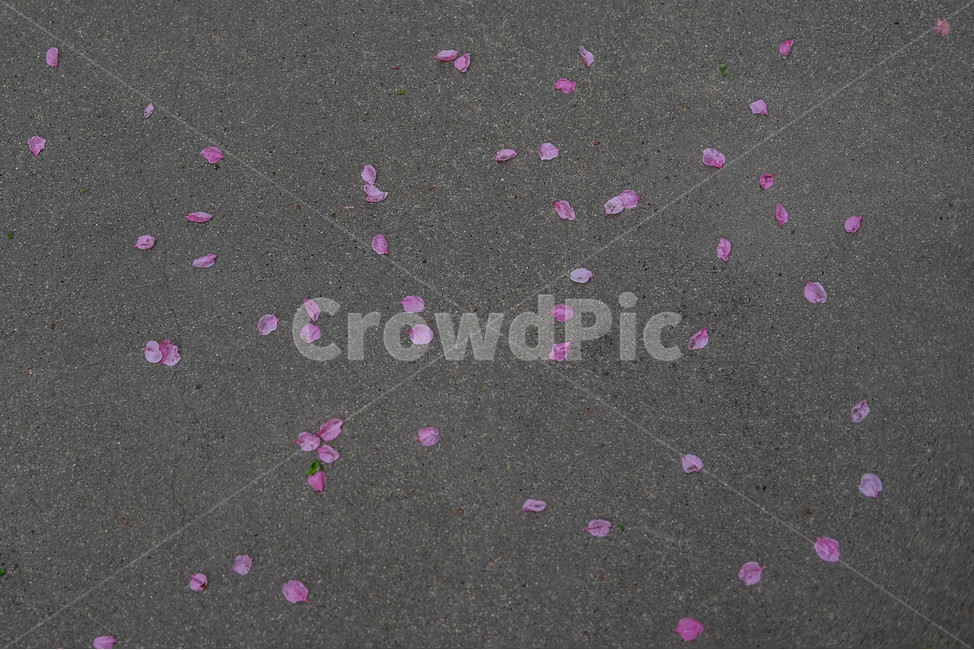 벚꽃잎,꽃잎,바닥,분홍색꽃잎,회색배경,flower,cherryblossom,gray