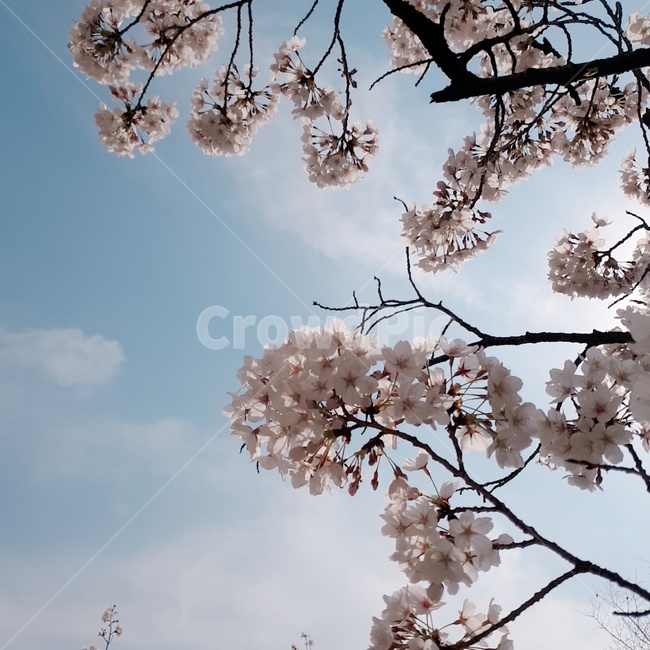 벚꽃,봄,꽃,봄꽃,cherryblossom,식물,나무