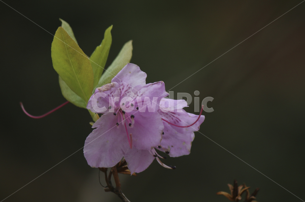 plant,식물,flower,blossom,꽃,꽃잎,진달래,진달래꽃,철쭉