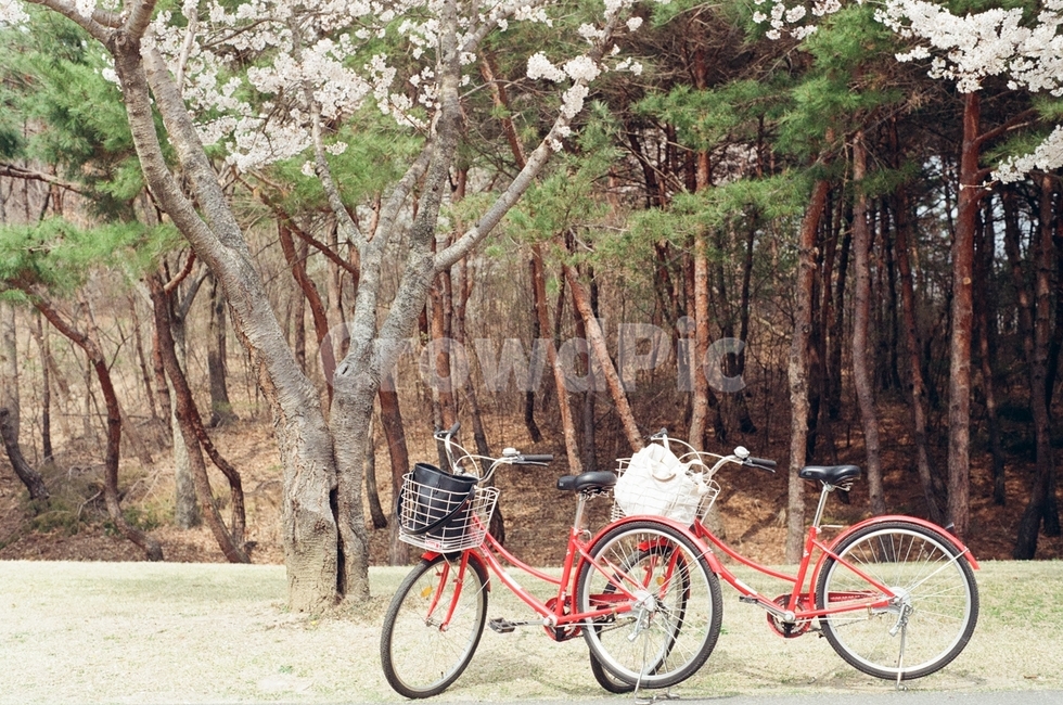 자전거,봄,소풍,공원,벚꽃,벚꽃놀이,나들이,데이트,bicycle,spring,picnic,park,cherryblossom,date,벚꽃나무,자연,nature