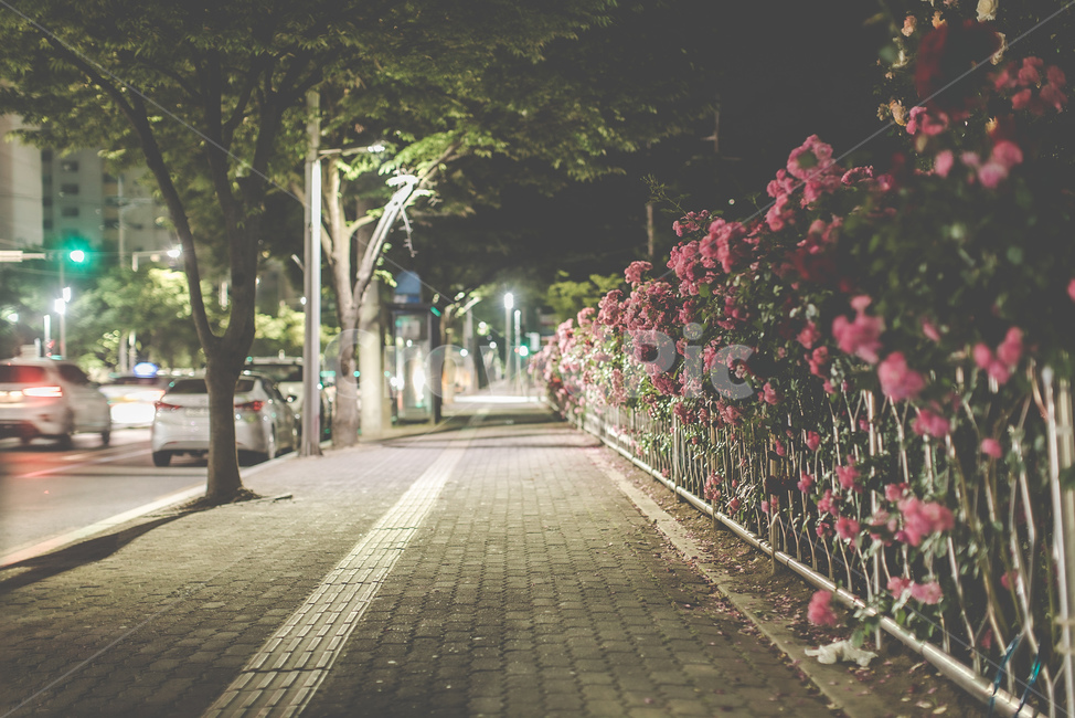 장미,길,가로수,가로등,자동차,야경,풍경,조명,신호등,nightscape