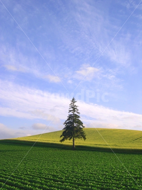 풍경,나무,배경,배경이미지,배경사진,백그라운드,빽그라운드,background,전나무,밭,논밭,작물,농작물,재배,하늘,구름,자연,자연,풍경,nature,landscape,tree,plant,식물,field,들
