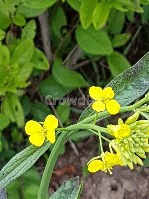 노랑,노랑나비,봄꽃,레몬색,옐로우,식물,자연,plants,nature,꽃,flower