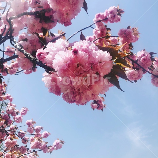 꽃,왕벚꽃,벚꽃,봄,분홍
