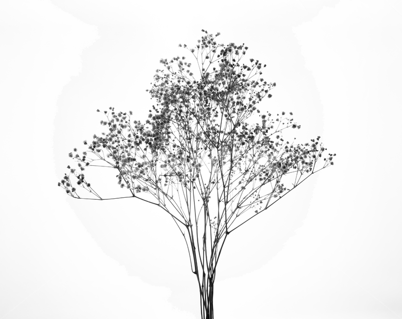 흑백,드라이플라워,꽃,안개꽃,실루엣,나무,장식,예쁜,흑백,모노톤,monochrome,black and white