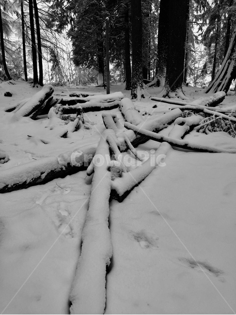 숲,나무,눈,겨울,자연,풍경,웅장함,겨울,계절,winter,season