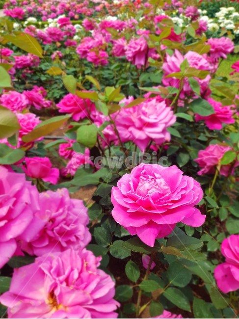 꽃,장미,식물,정원,flower,rose,plant,garden,식물,자연,plants,nature,꽃,flower