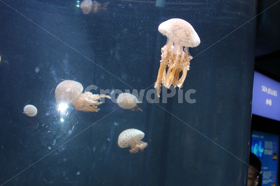 sealife,해파리,jellyfish,해양생물,수족관,무척추동물,animal,동물