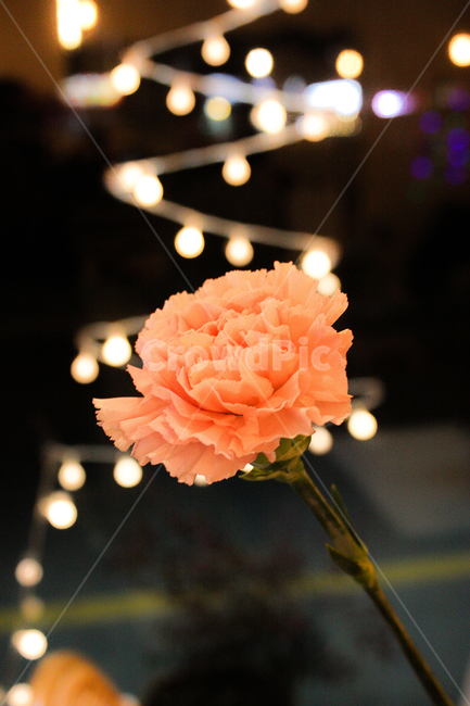 꽃,식물,자연,nature,flower,감성,감성사진