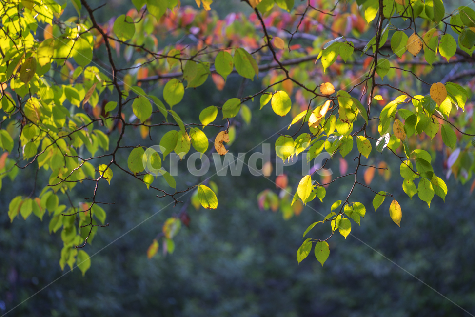 나뭇잎,가을,풍경,감성,단풍색,가을,계절,fall,autumn,season,식물,자연,plants,nature,leaf,잎,plant