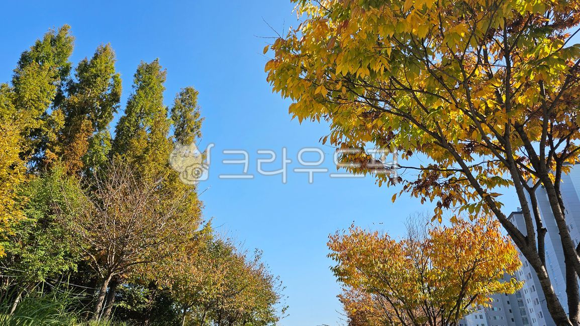 autumn tree,autumn sky,tree,leaves,maple leaves,maple tree