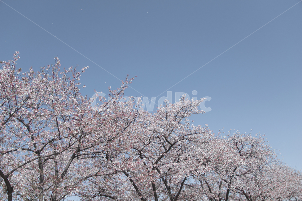 벚꽃,벚꽃나무,꽃,축제,분홍,pink,flower,sky,skyblue,cherryblossom,봄,계절,spring,season,자연,풍경,nature,landscape,식물,plants,나무,trees,wood,plant,blossom