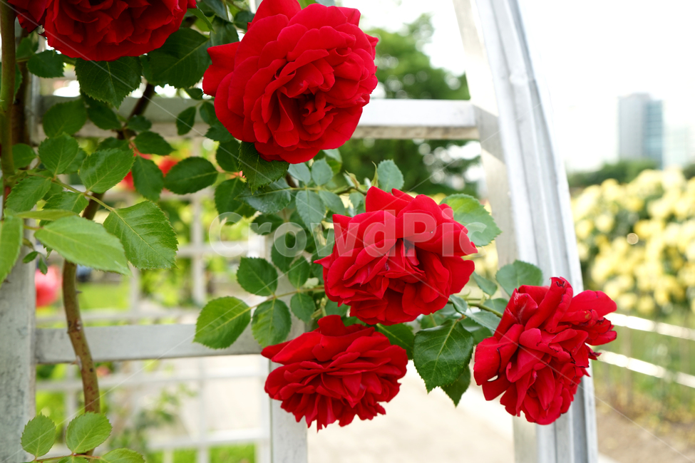 rose,장미,flower,꽃,plant,식물,blossom,geranium,제라늄,자연,울타리,하늘,식물,자연,plants,nature,꽃,flower